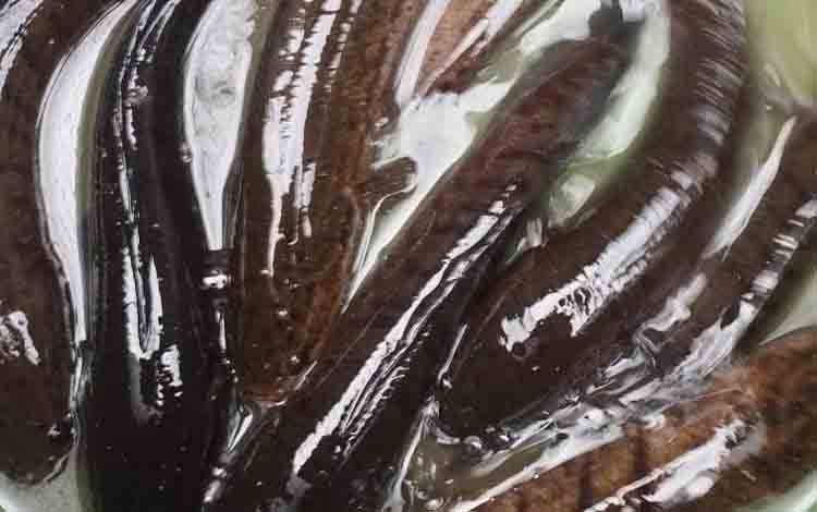 Ikan gabus. (FOTO: MARINI)