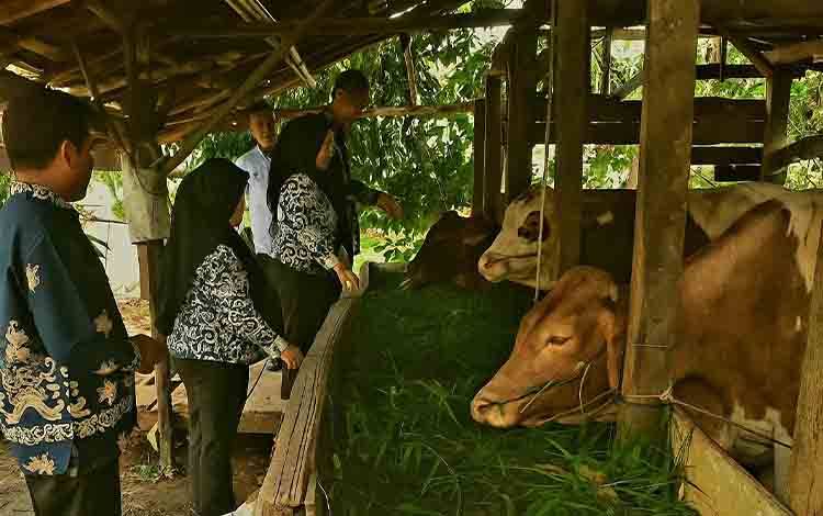 Usaha sapi yang dikembangkan BUMDes Pelangsian. (FOTO: IST)