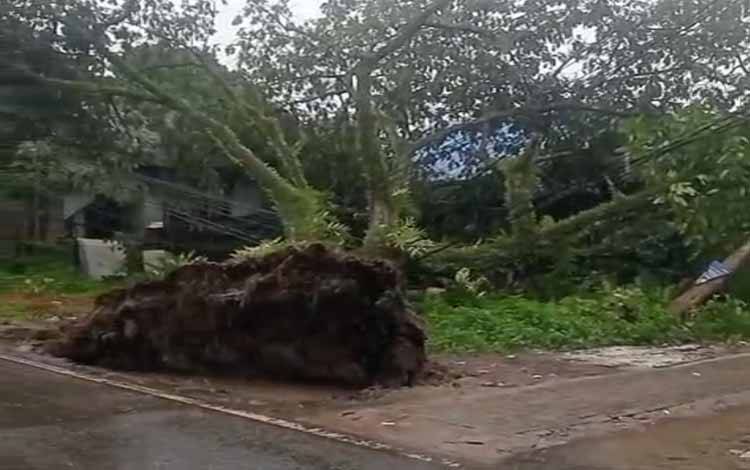 Pohon Raksasa Tumbang di Banjarmasin, Warga Panik Kabel Listrik Menggantung Aktif