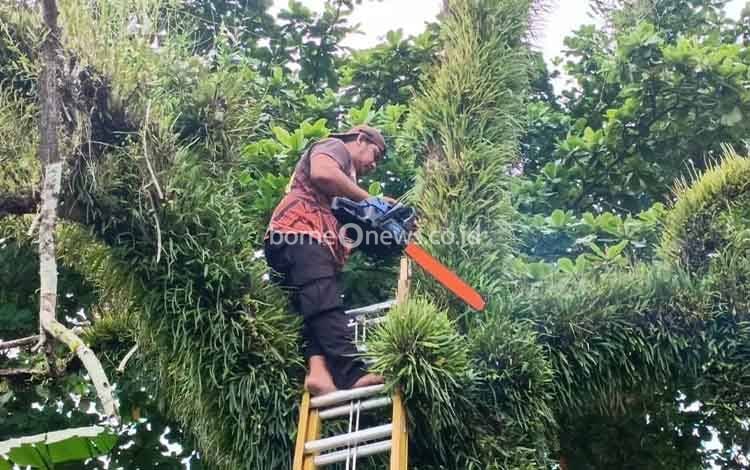 BPBD Palangka Raya Pangkas Pohon Rawan Tumbang di Jalan Pinus Permai III