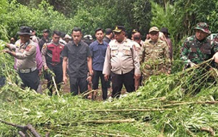 Polisi Buru Pemilik Lahan 400 Batang Ganja