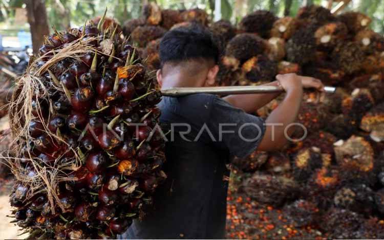 Gapki: Pengusaha Sawit Siap Hadapi EUDR, Tantangan Ada di Petani