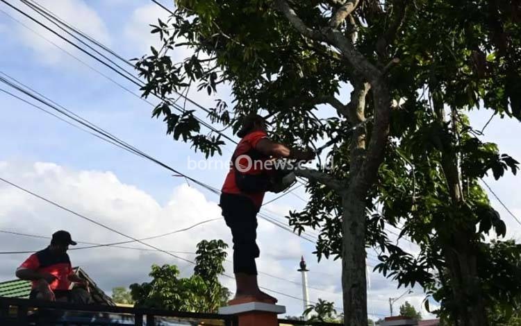 TRC BPBD Palangka Raya saat melakukan pemangkasan pohon mangga di Sekolah Rakyat Palangka Raya (Foto : PATHUR)