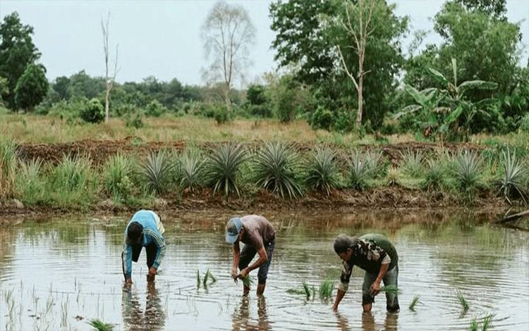 Petani Kapuas Hilir Awali Musim Tanam Padi di Lahan OPLAH