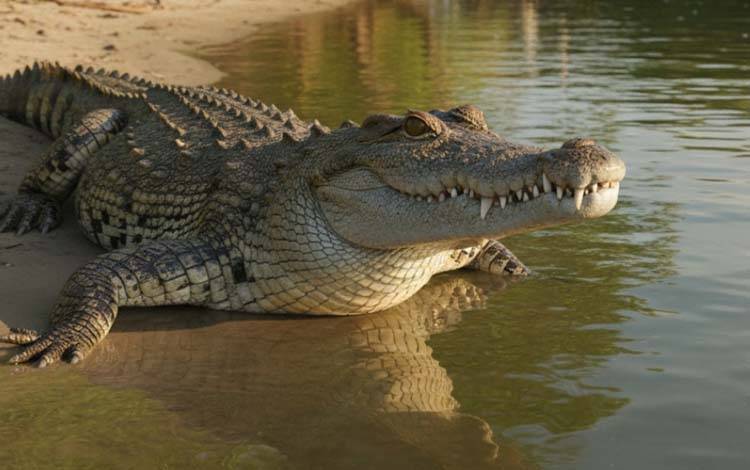Konflik Buaya dengan Manusia di Kotim Tercatat 54 Kasus dalam 15 Tahun Terakhir
