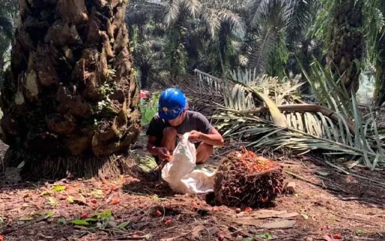 Perlu Peninjauan Kembali Data Satgas PKH agar Kebijakan Tidak Rugikan Petani Sawit