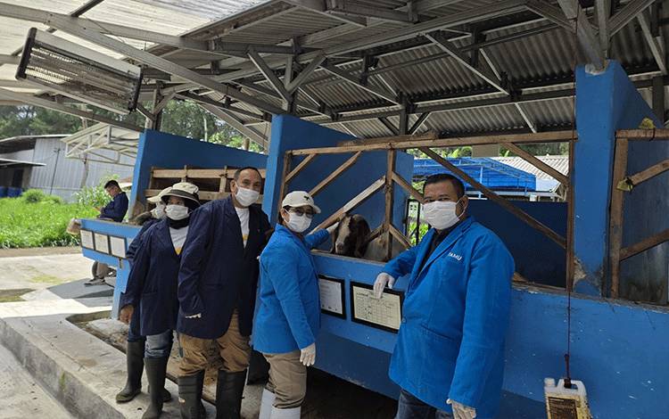 Kadin Sebut Kotim Mempunyai Peluang Besar Peternakan Sapi