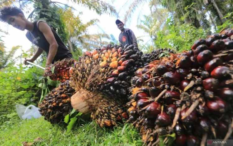 Pustaka Alam Nilai Perlu Evaluasi Ulang Data Lahan oleh Satgas PKH