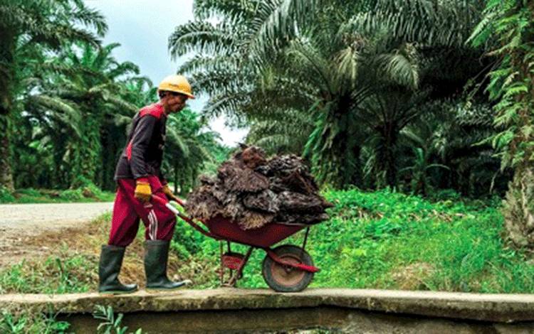 Pakar IPB: Legalitas Lahan Syarat Mutlak Peremajaan Sawit Rakyat