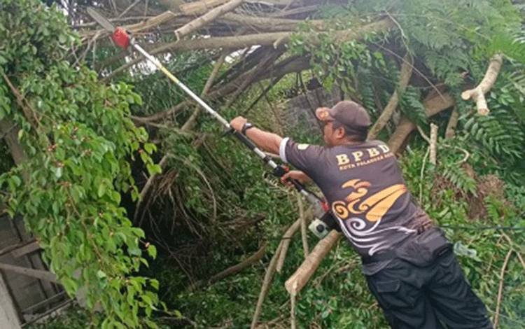 Pohon Tumbang Timpa Rumah Warga di Palangka Raya Akibat Angin Kencang