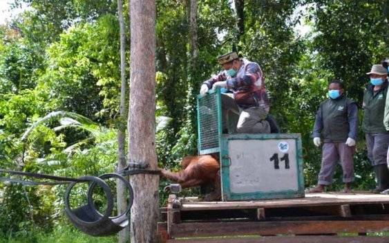 Pemprov Kalteng Tegaskan Komitmen Jaga Kelestarian Orangutan Kalimantan