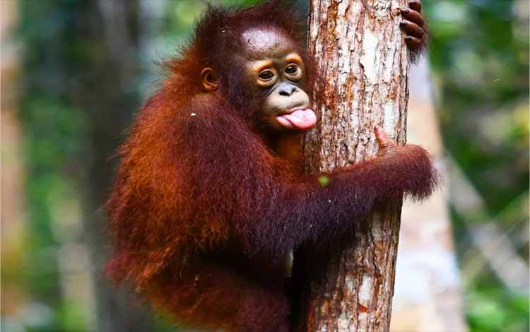 Sinergi Pemerintah dan Lembaga Konservasi Diperkuat Penyelamatan Orangutan