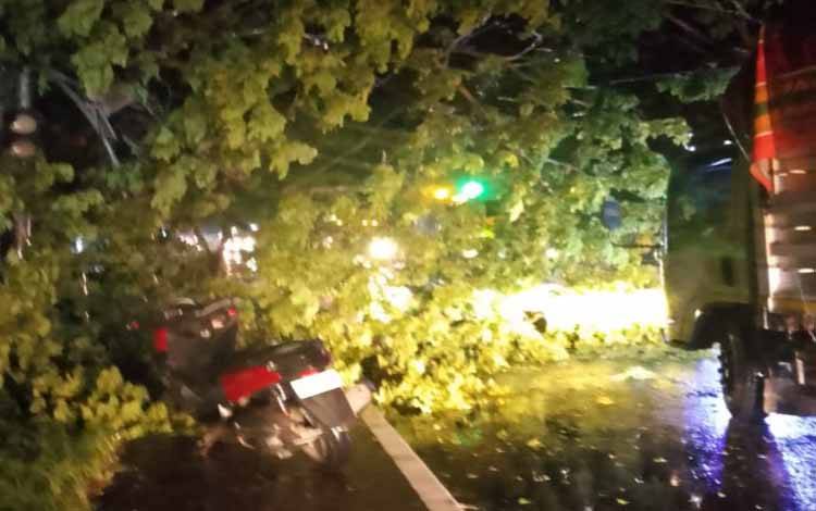 Pohon Tumbang Tutup Jalan Trans Kalimantan KM 23 Perbatasan Kalteng-Kalsel