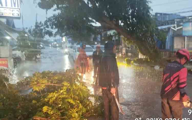 Pemkab Kotim Akan Petakan Pohon Rawan Tumbang Akibat Cuaca Ekstrem