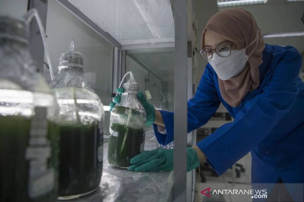 Menteri ATR Siapkan 920 Ribu Hektare Lahan untuk Pengembangan Etanol