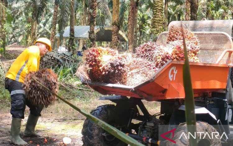 Industri Sawit Diminta jadikan EUDR Peluang Bersaing di Pasar Global