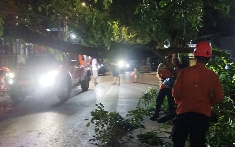 Pohon Trembesi di Banjarmasin Tumbang Akibat Galian Drainase, Akses Jalan Cempaka Besar Lumpuh Total