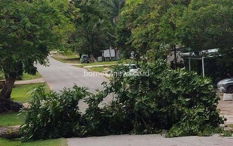 Pohon Tumbang Akibat Angin Kencang Sempat Hambat Lalu Lintas di Lamandau