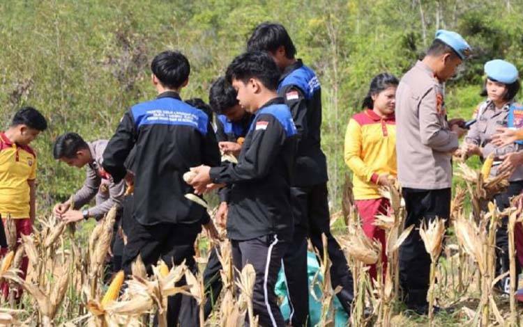 Polres Gunung Mas Libatkan Pelajar Panen Jagung Pacu Semangat Bertani