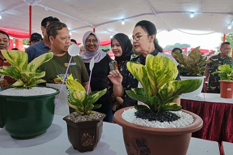 Wali Kota Semarang Agustina Wilujeng Pramestuti, melihat tanaman hias yang mengikuti kontes di halaman eks Wonderia, Semarang, Minggu (16/12/2025). ANTARA/Zuhdiar Laeis