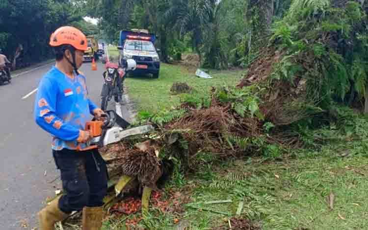 BPBD Palangka Raya Gencar Tangani Pohon Rawan Tumbang Akibat Cuaca Ekstrem