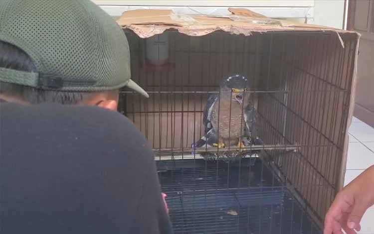 Balai Karantina Hewan Gagalkan Penyelundupan Elang Bido di Pelabuhan Sampit