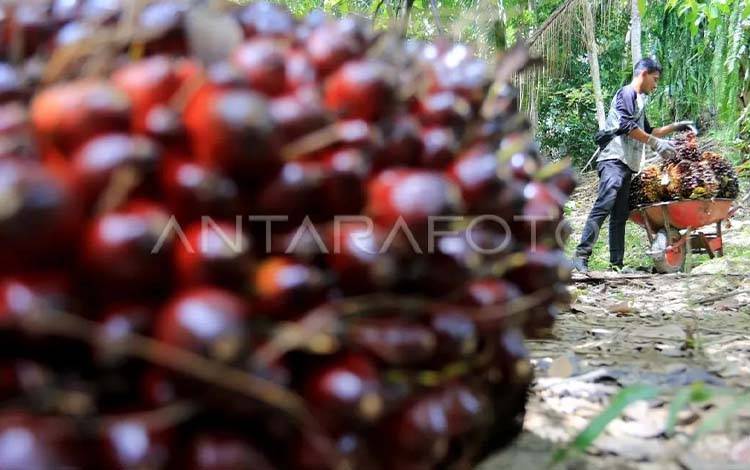 Perusahaan Korsel POSCO Int'l Beli Sampoerna Agro Rp14,8 Triliun Demi Ekspansi Biofuel