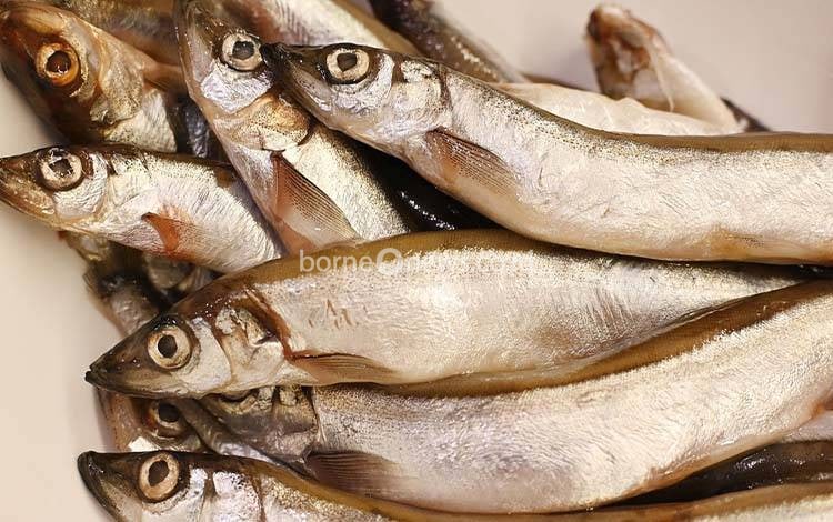 Harkannas Jadi Gerakan Nyata Perkuat Upaya Cegah Stunting di Kalteng