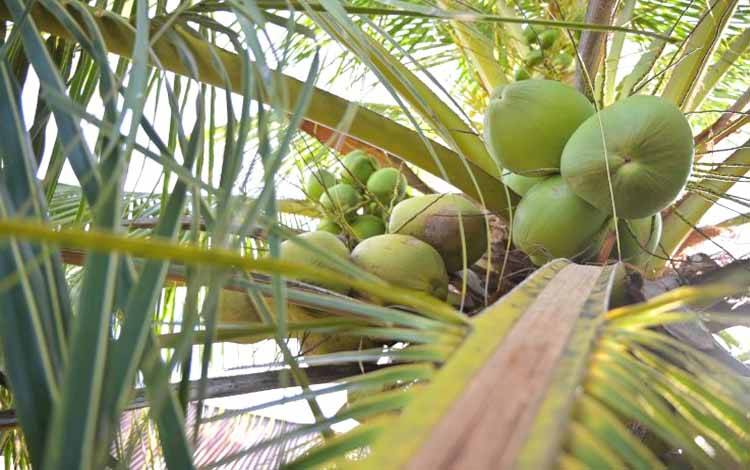 BPDP Tinjau Penangkaran Kelapa Bido di Morotai, Pastikan Kesiapan Sumber Benih Unggul untuk Program Peremajaan