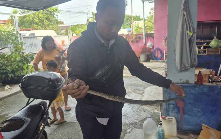 Anggota ERP mengevakuasi ular piton di Jalan Samsudin Aman (Foto : ERP)