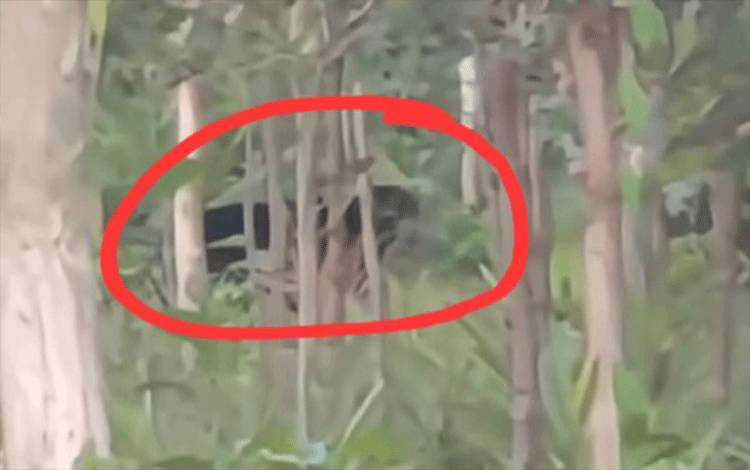 Kemunculan Beruang Besar di Sekitar Wengga-Bumi Raya Sampit Kejutkan Warga