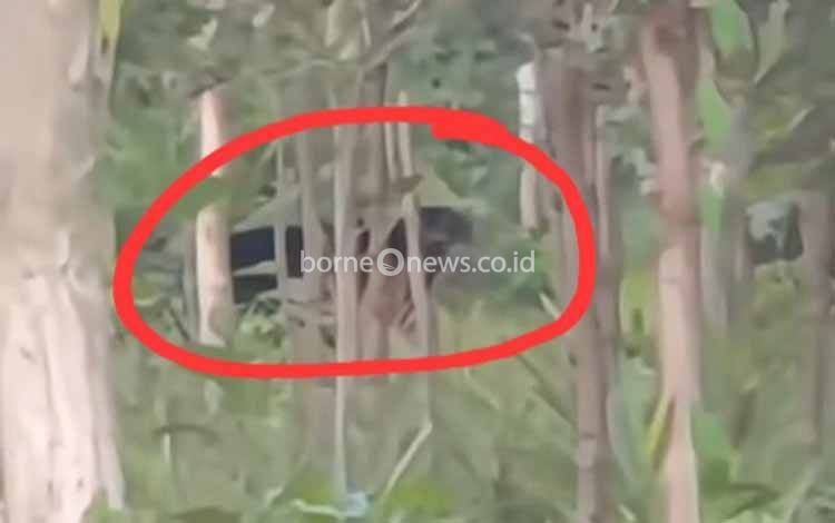 BKSDA Sebut Lokasi Kemunculan Beruang di Sekitar Wengga-Bumi Raya Bukan Habitat Alaminya