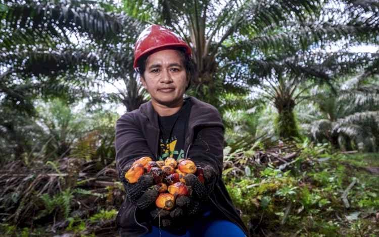 Ilustrasi pekerja di perkebunan kelapa sawit.(FOTO: Istimewa)