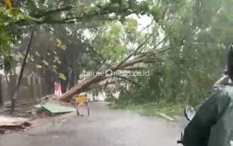 Cuaca Buruk Landa Banjarmasin, Akses Jalan Dharmapraja Lumpuh oleh Pohon Tumbang