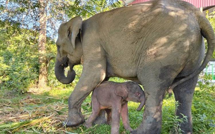 Kemenhut Umumkan Kelahiran Seekor Anak Gajah di TN Way Kambas