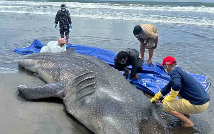 Tim yang terdiri dari Pemerintah Kabupaten Purworejo, TNI AL, LPSPL Serang Wilker Yogyakarta dan Sealife Indonesia, saat melakukan identifikasi bangkai hiu paus (Rhincodon typus), yang terdampar di Pantai Pasir Puncu, Desa Keburuhan, Kecamatan Ngombol, Kabupaten Purworejo, Jawa tengah, Senin (08/12/2025). ANTARA/HO - Arief Nugroho/Sealife Indonesia