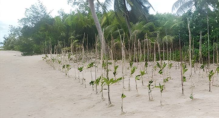 Pemprov Kalteng Tegaskan Komitmen Jaga Ekosistem Melalui Penanaman Mangrove