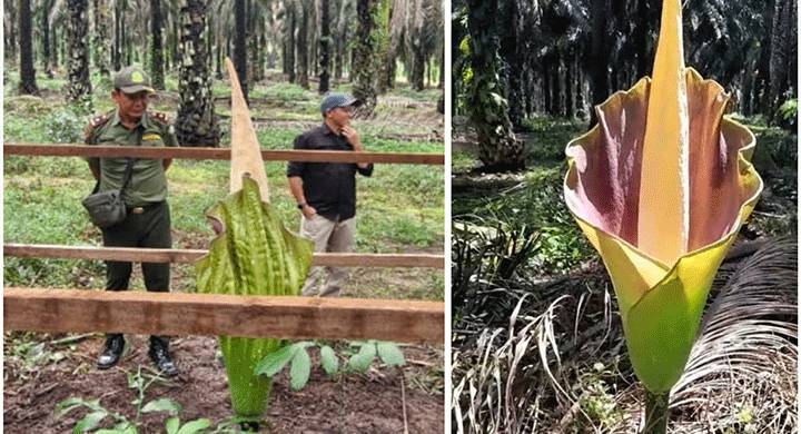 BKSDA Sampit Pastikan 4 Bunga Bangkai Raksasa di Kebun Sawit Kotim Bukan Titan Arum yang Dilindungi