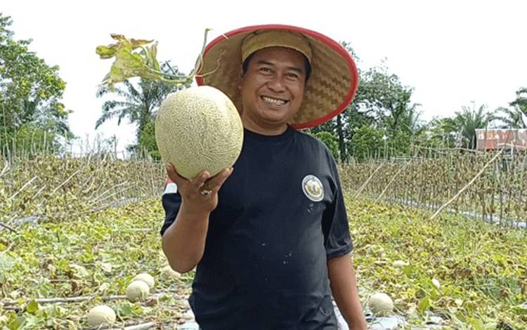 Berawal dari Warisan Ilmu Pertanian dari Bapak, Kini Petani Melon di Sampit Mengubah Kebun Jadi Wisata