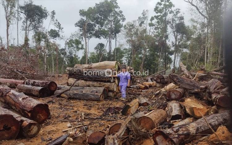 Kemenhut Selidiki Indikasi Pencucian Kayu Pemegang PHAT di Sumut