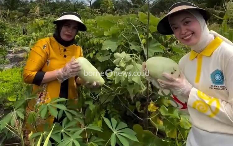 Ketua TP PKK Palangka Raya Dorong Masyarakat Gunakan Pekarangan untuk Ketahanan Pangan Mandiri