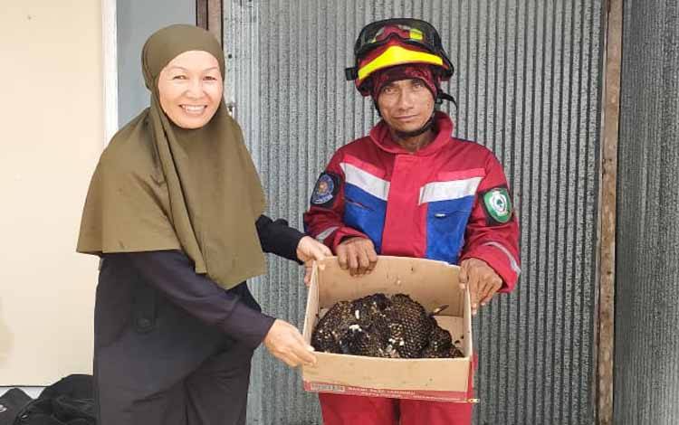 Sarang Tawon Mengancam, Damkar Sampit Bergerak Cepat