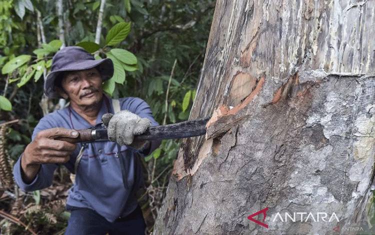 Menhut: Perubahan Tata Kelola Hutan Perlu Demi Percepat Hutan Adat