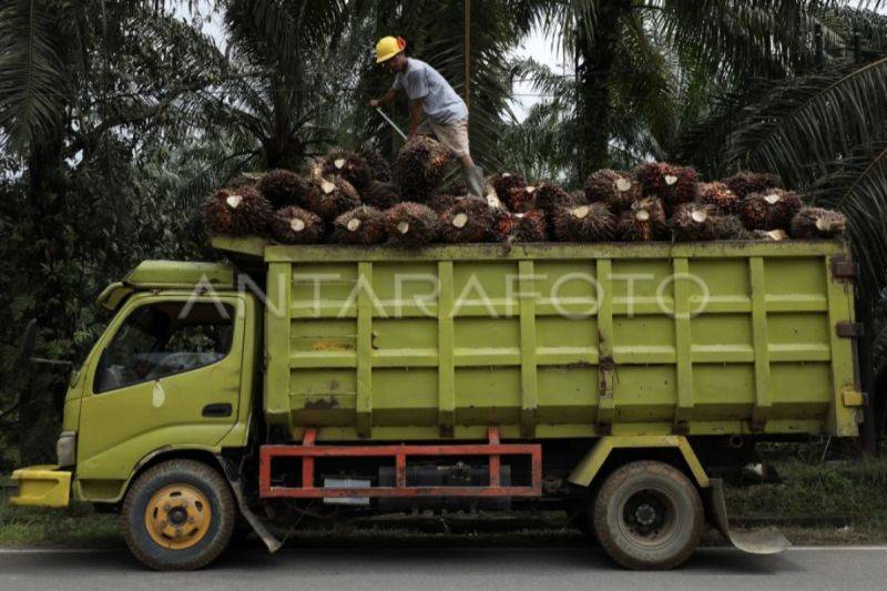 Denda Satgas PKH Berpotensi Bangkrutkan Industri Sawit dan PHK Besar-Besaran