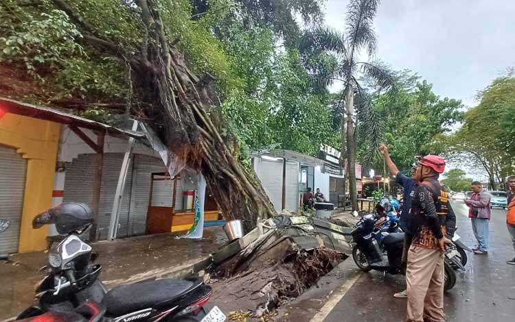 Sejumlah Pohon Tumbang Akibat Angin Kencang di Sampit