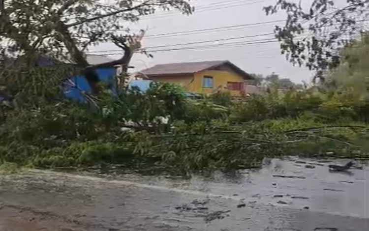 Pohon Tumbang di Trans Kalimantan KM 26 Anjir Ganggu Akses Jalan, Pemotor Jadi Korban