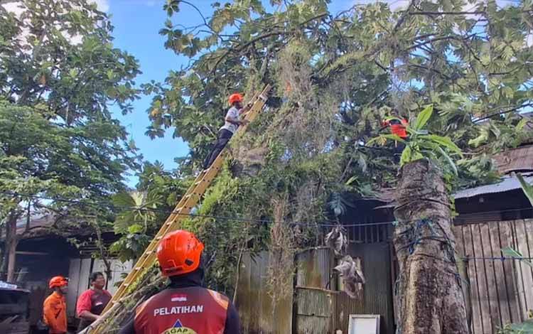 BPBD Palangka Raya Imbau Waspada Pohon Tumbang Akibat Cuaca Ekstrim