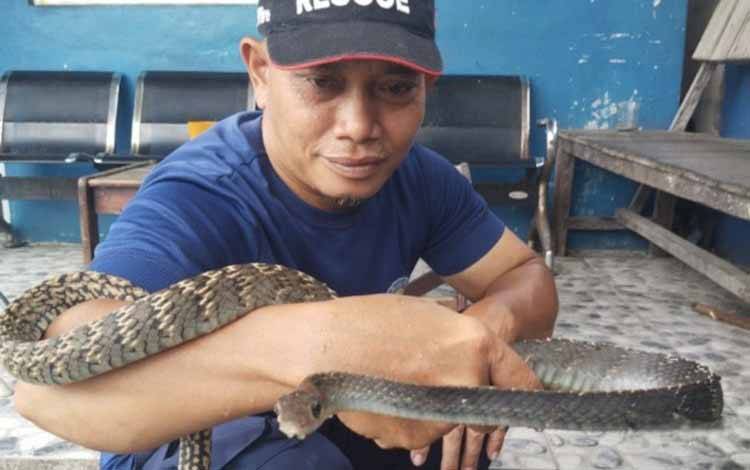 Damkar Kobar Imbau Warga untuk Waspada, Pada Bulan Berikut Ini Biasanya Sering Muncul Ular di Pemukiman