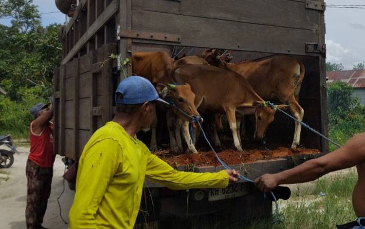 Kelompok Tani Telaga Makmur Desa Telaga Baru Terima Bantuan 20 Ekor Sapi dari Gubernur Kalteng