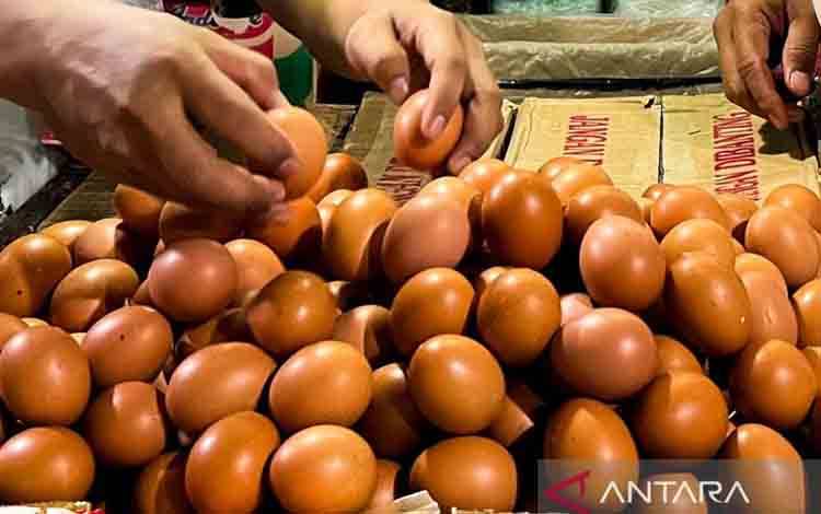 Bapanas Pastikan Ketersediaan Telur Ayam Aman hingga Lebaran 2026